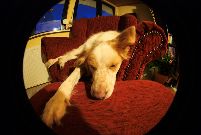 krummerHund