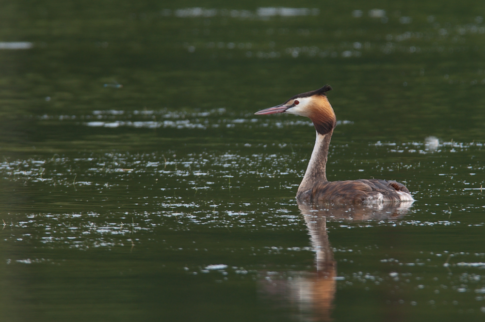 Ksatenweiher  ABI 4713 01. August 2009 002