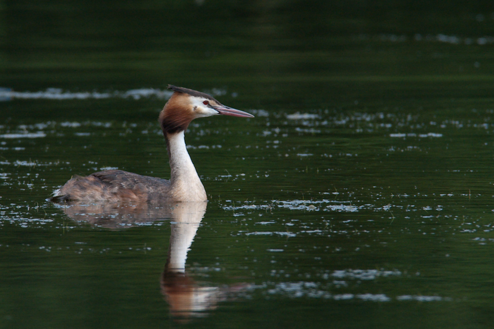 Ksatenweiher  ABI 4788 01. August 2009 004