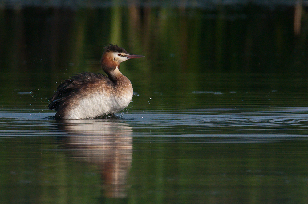 Ksatenweiher  HME 8091 02. August 2009 006