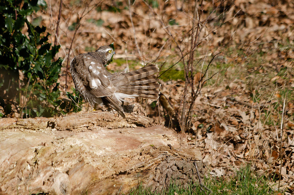 KSW_0639.jpg