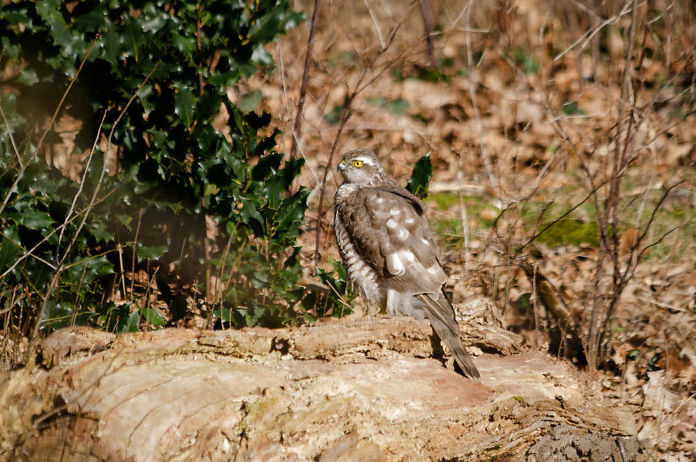 KSW_0645.jpg