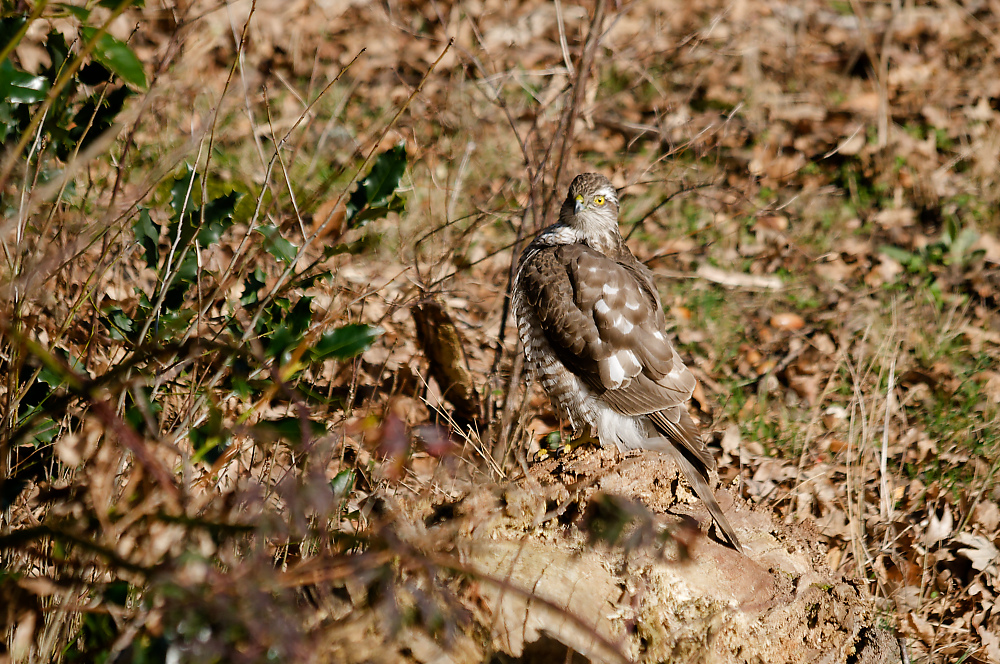 KSW_0654.jpg