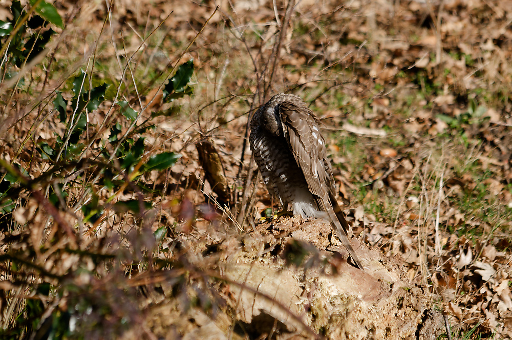 KSW_0656.jpg