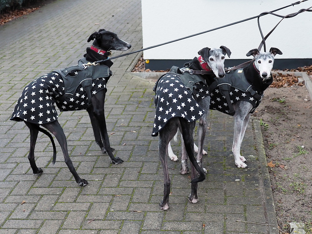 KSW_6660 Galgos.jpg