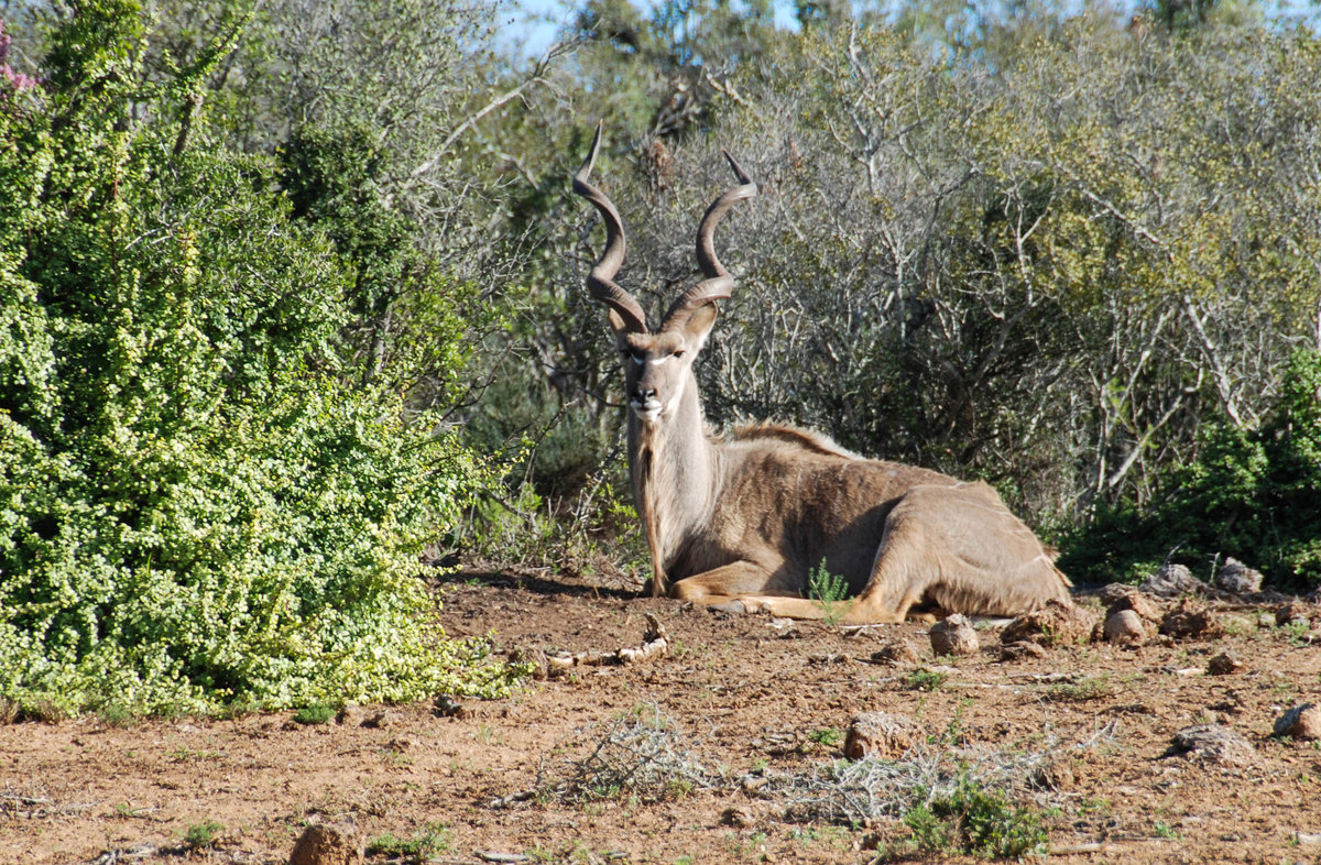 Kudu Antilope Südafrika.jpg