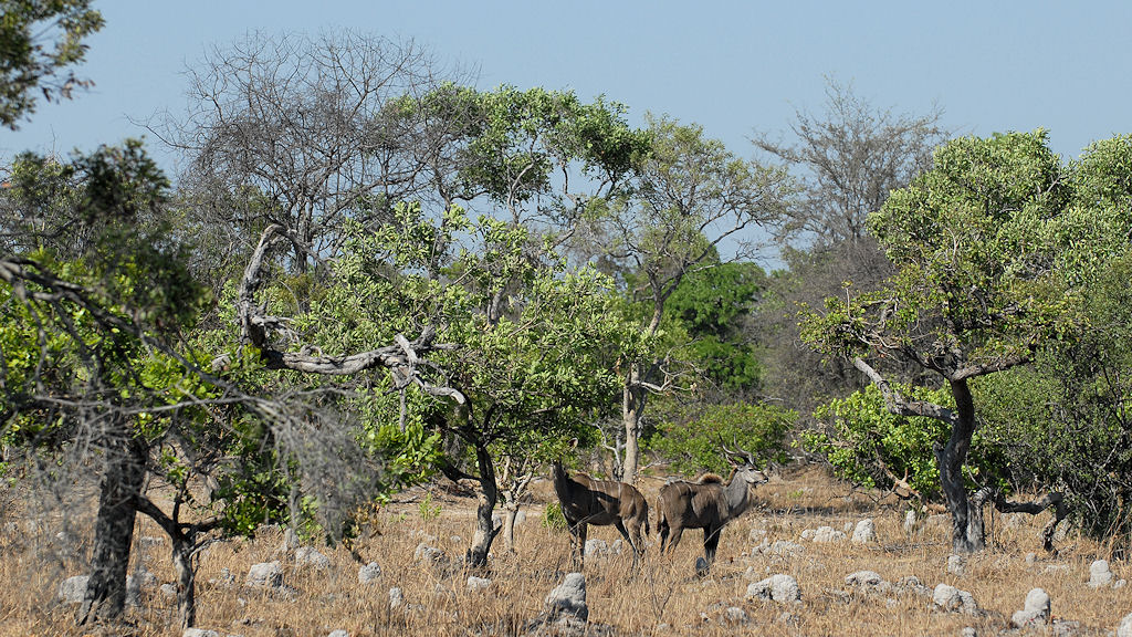 Kudus im Mopane Wald
zwischen Musanza und Lufupa, Kafue
3018