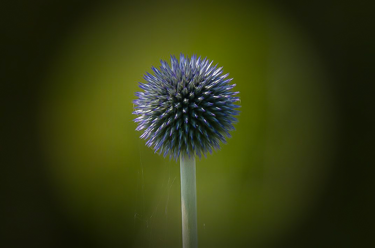 Kugeldistel  (1 von 1).JPG