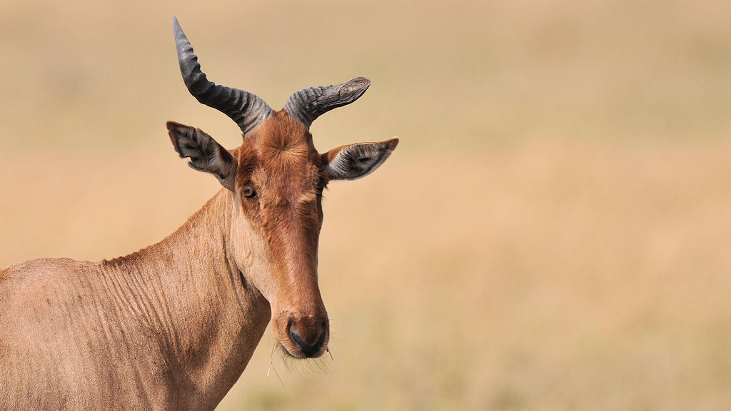 Kuhantilope mit Abgebrochenen Horn
Lobo Hills, Serengeti
3468