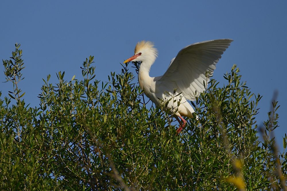 Kuhreiher 2015 05744