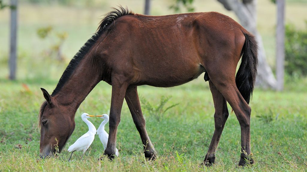 Kuhreiher (Cattle Egret)
Rockview lodge, Annai
3234