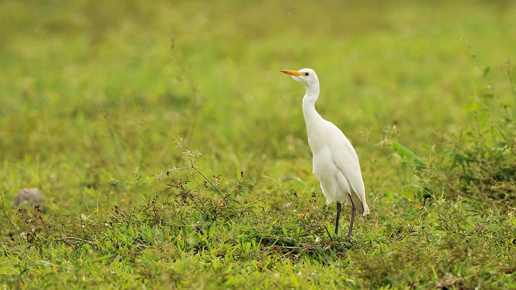 Kuhreiher (Cattle Egret)
Rockview Lodge, Annai
4023