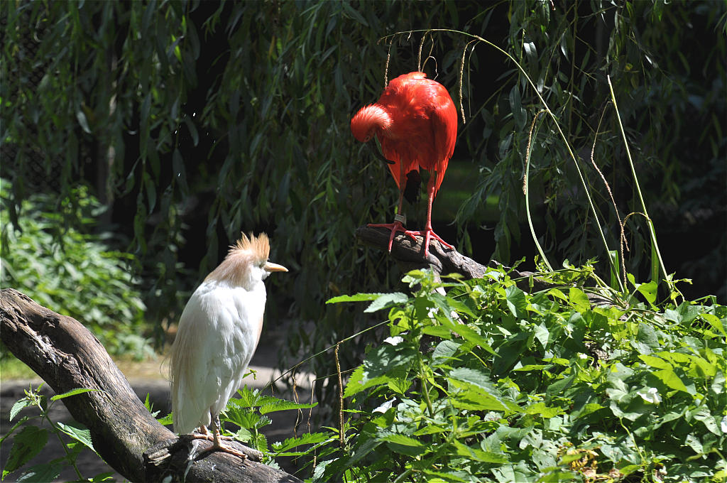 Kuhreiher / Roter Ibis