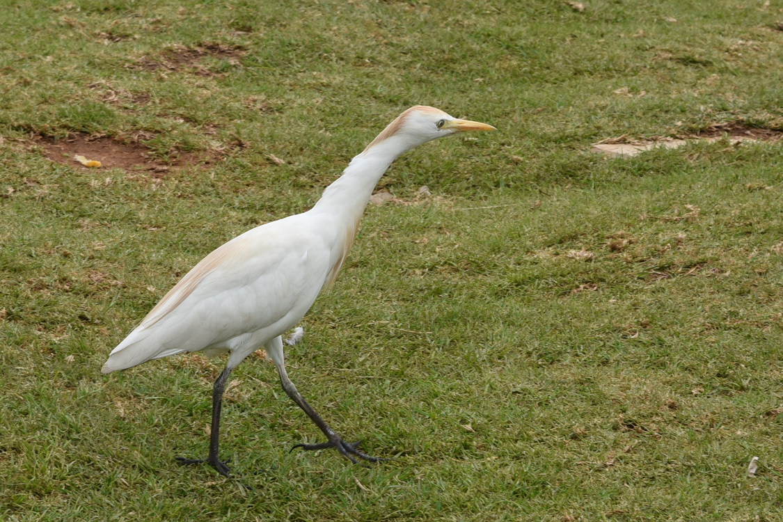 Kuhreiher_0868.jpg