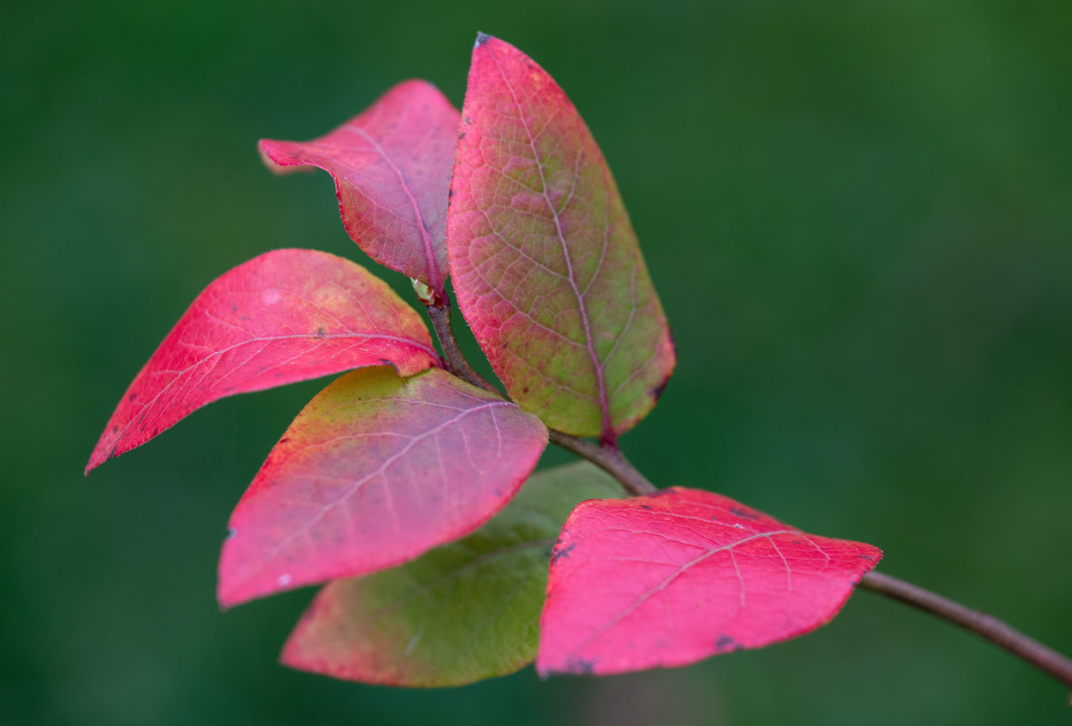 Kulturheidelbeeren im Herbst.jpg