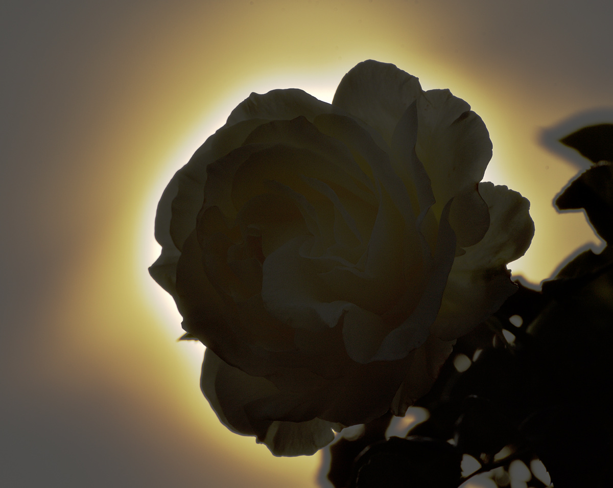 Kurz nach Feierabend auf einem fotografischen Kurztripp erwischte ich die Rose in ihrer Pracht und dachte, ich stelle damit die Sonne mal in den Schat