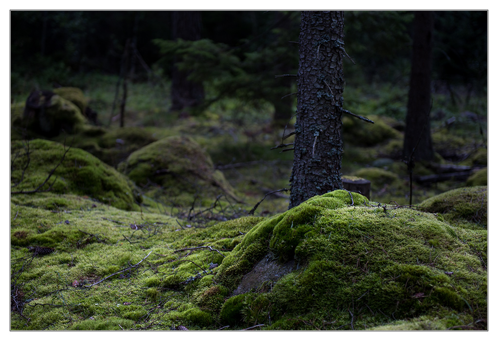 kuschelwald