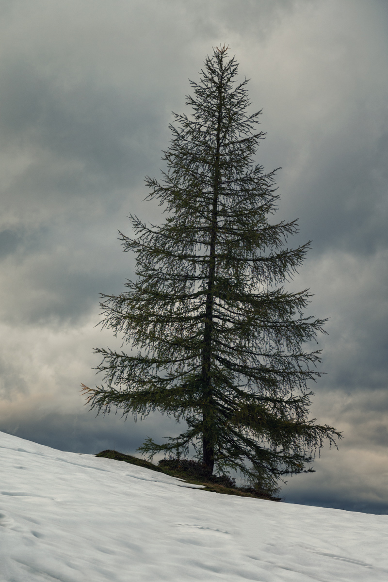 Lärche auf der Tauplitzalm, Steiermark