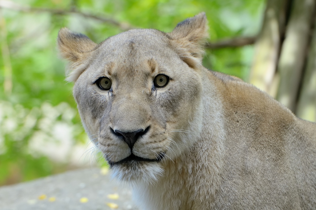 Löwe 1 092014