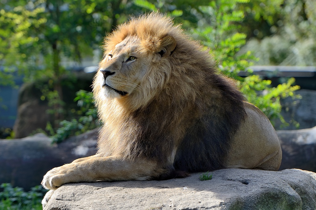 Löwe Hellabrunn 102014