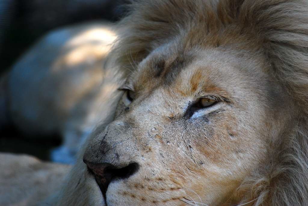 Löwe im Safaripark Stuckenbrock, 2009