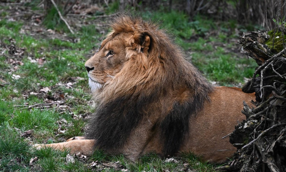 Löwe.jpg