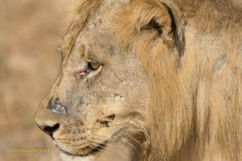 Löwe nach erfolgreicher Jagd
in South Lungwa, Zambia
Nikon D4
200-400mm