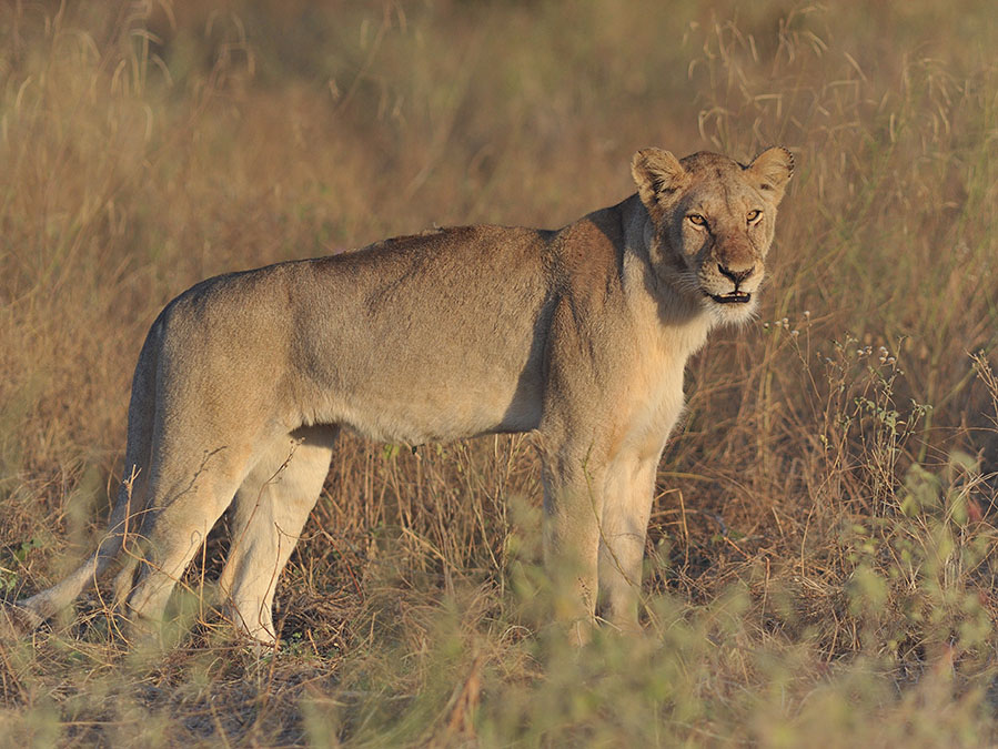 Löwe, Ruaha