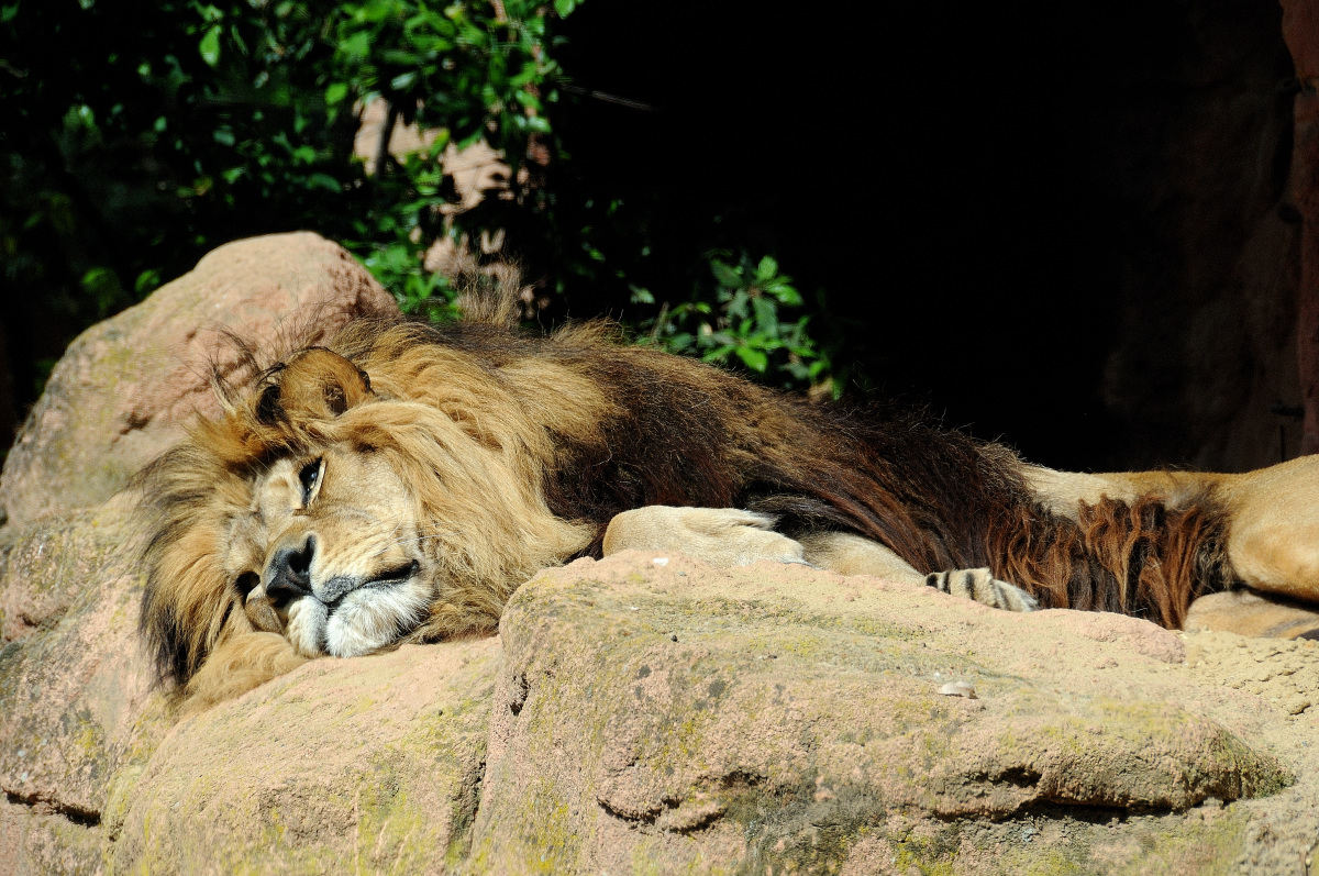 Löwe Zoo Hannover