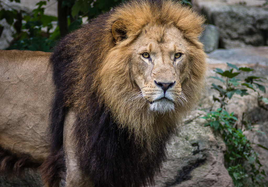 Löwe