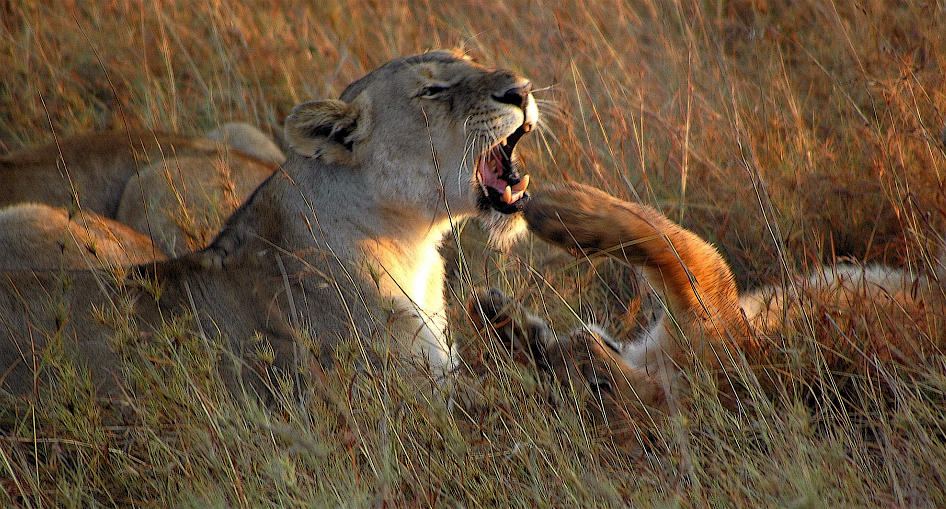Löwen in der Massai Mara, Kenya