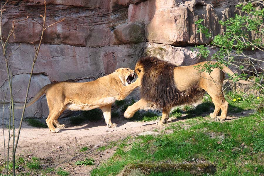 löwen