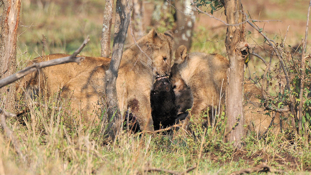 Löwenkuss, Serengeti Seronera
4134