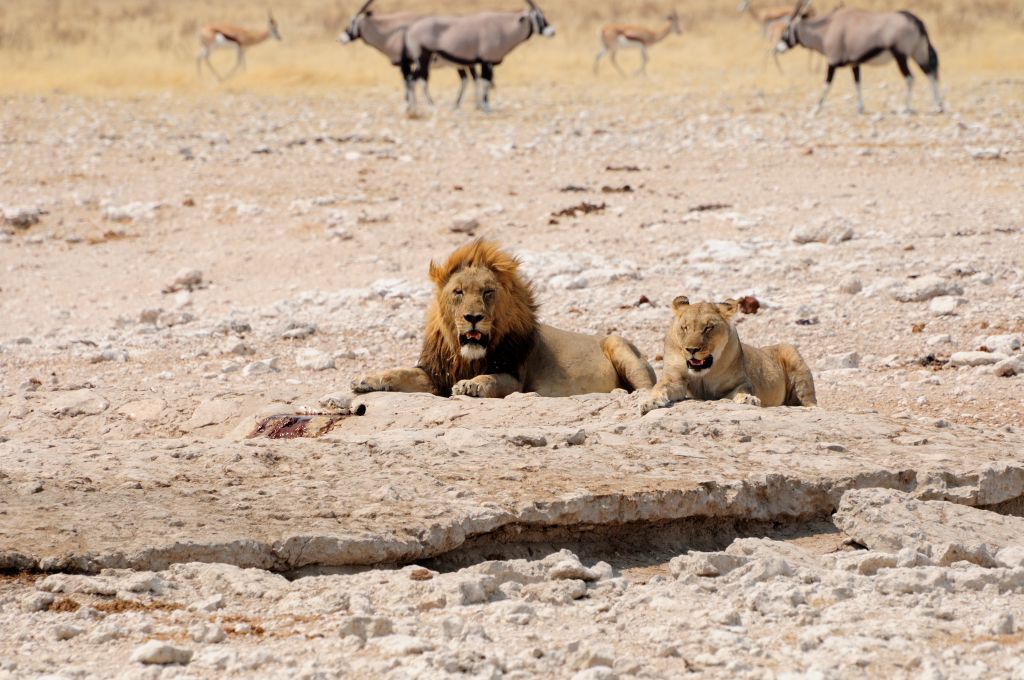 Löwenpäarchen im Etosha Park