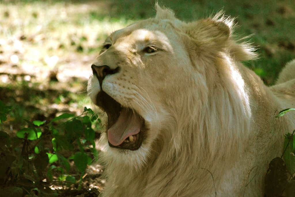 Löwin im Safaripark Stukenbrock, Sommer 2009