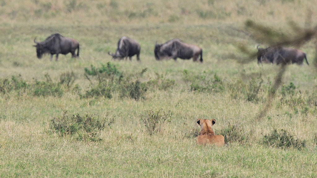 Löwin liegt auf der Lauer ...
... die Gnus ahnen noch nichts
3776