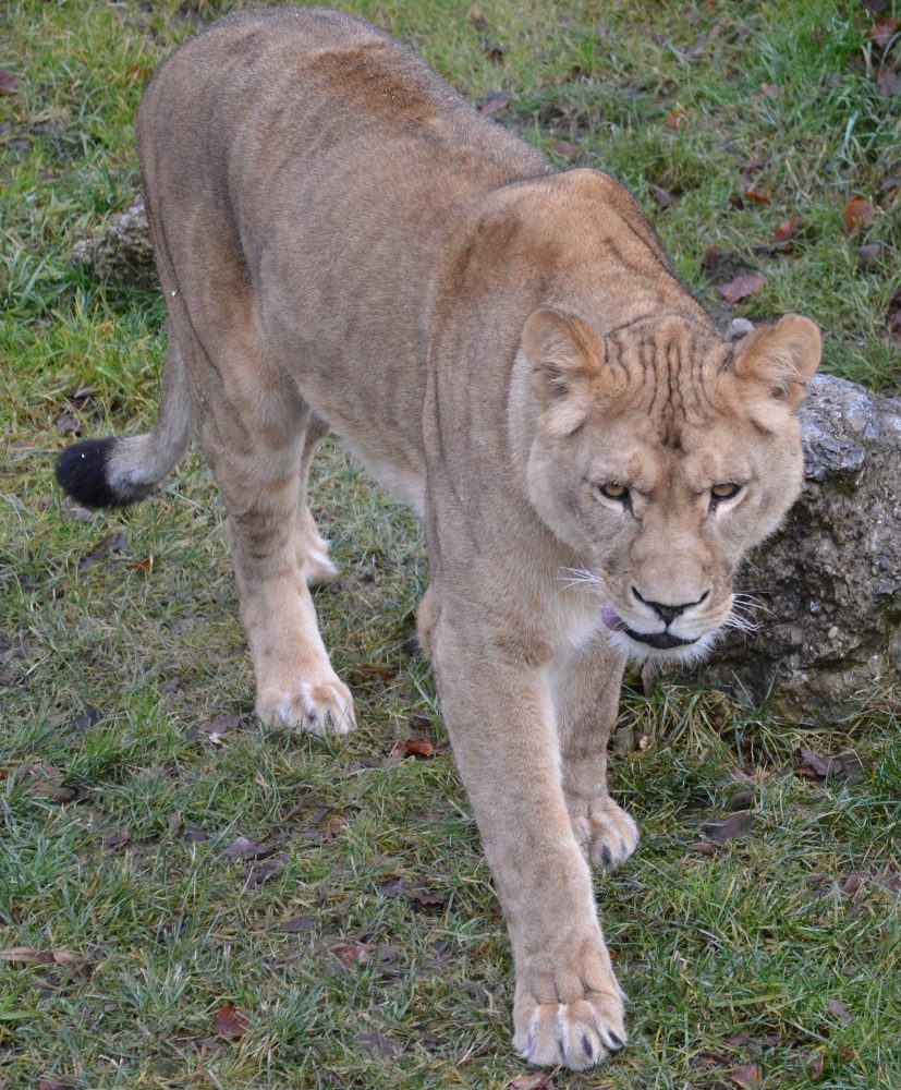 Löwin