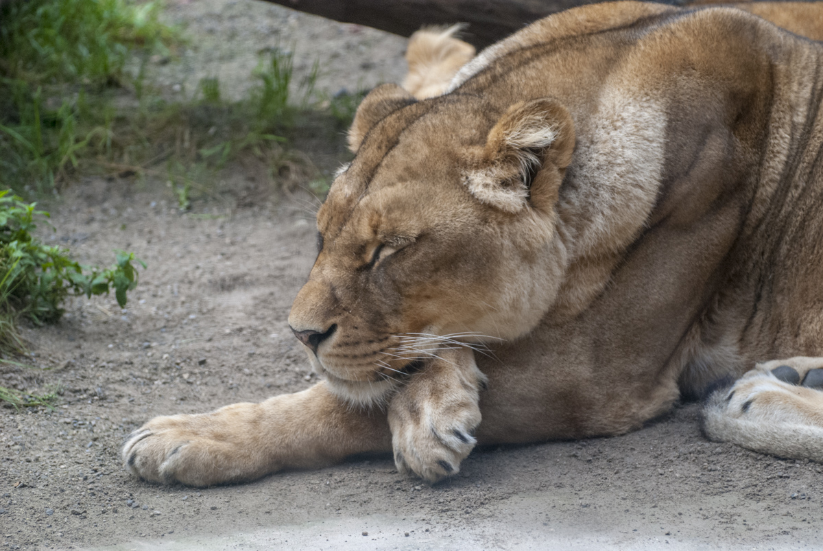Löwin