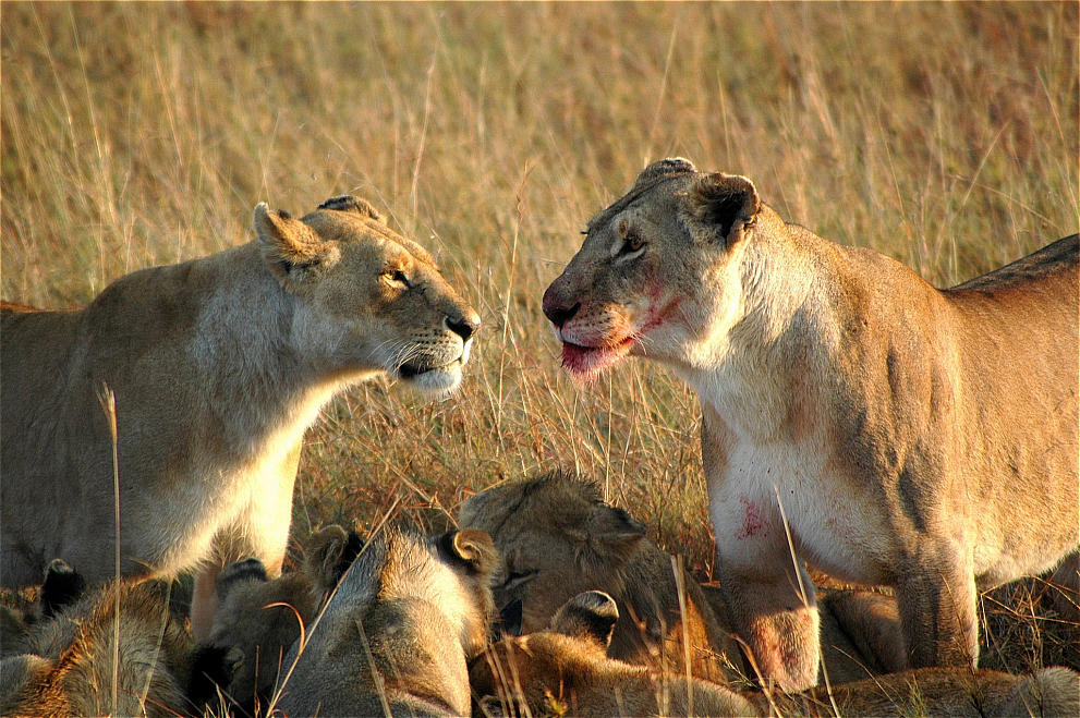 Löwinnen Massai Mara Kenya