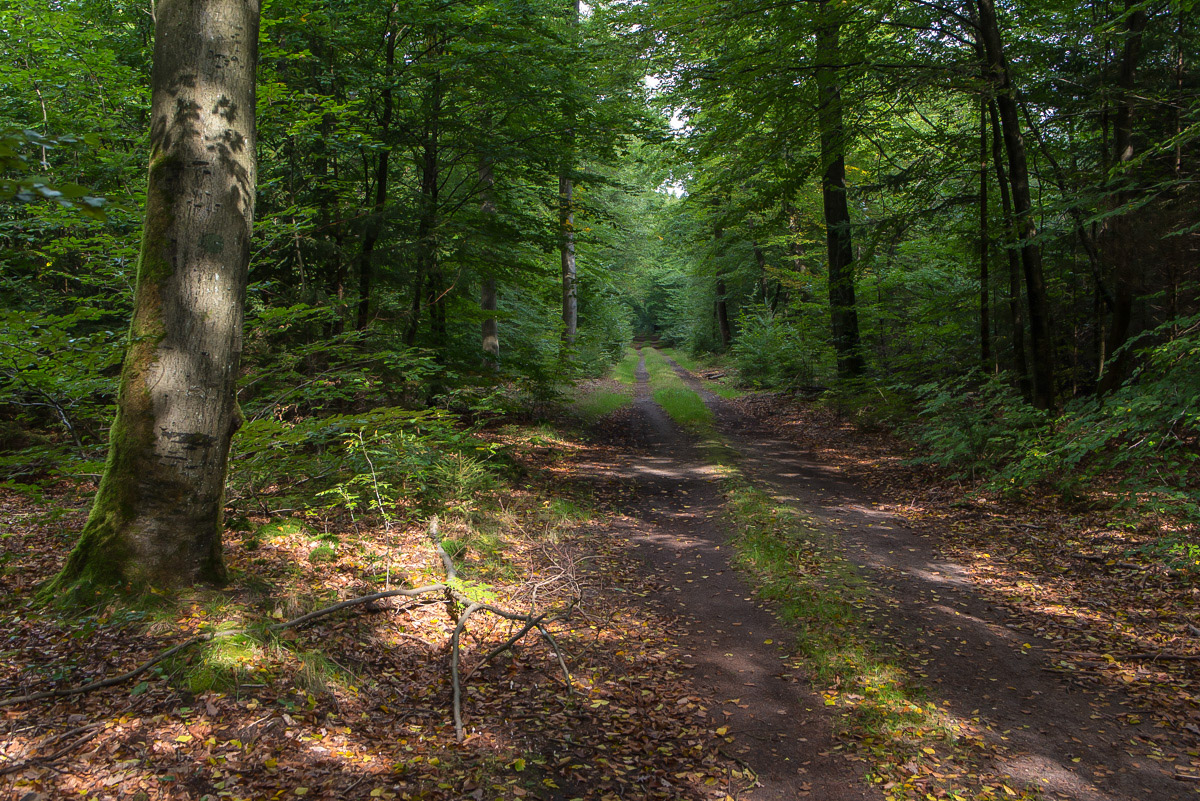 Lüßwald 2 (1 von 1).JPG