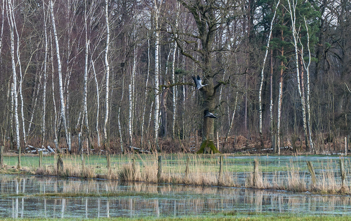 Lüder Moor 2 (1 von 1).jpg
