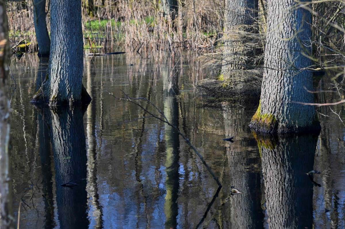 Lüder Moor 3.jpg