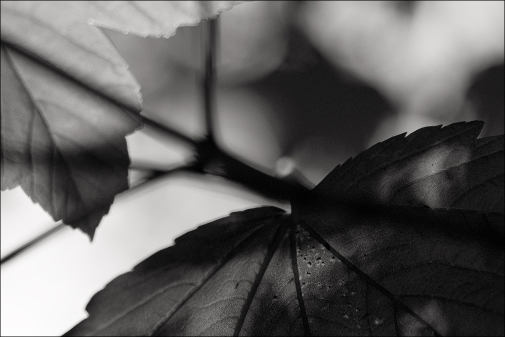 L1006008