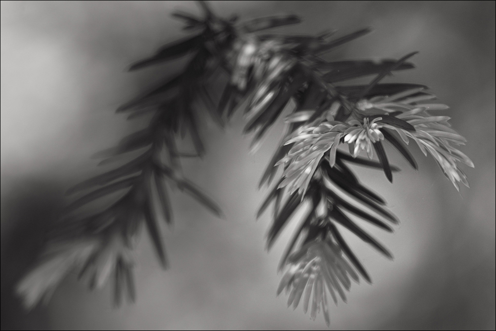 L1006015