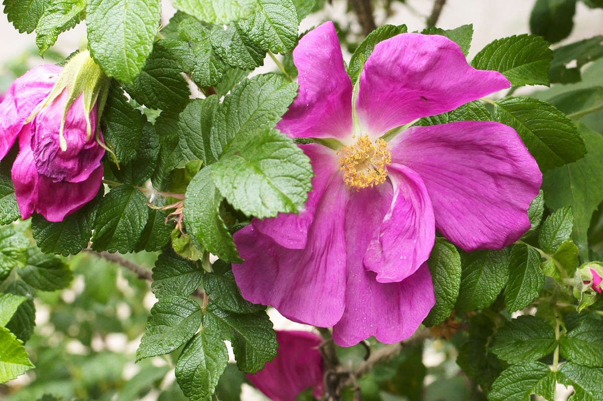 L1008148-C.jpg