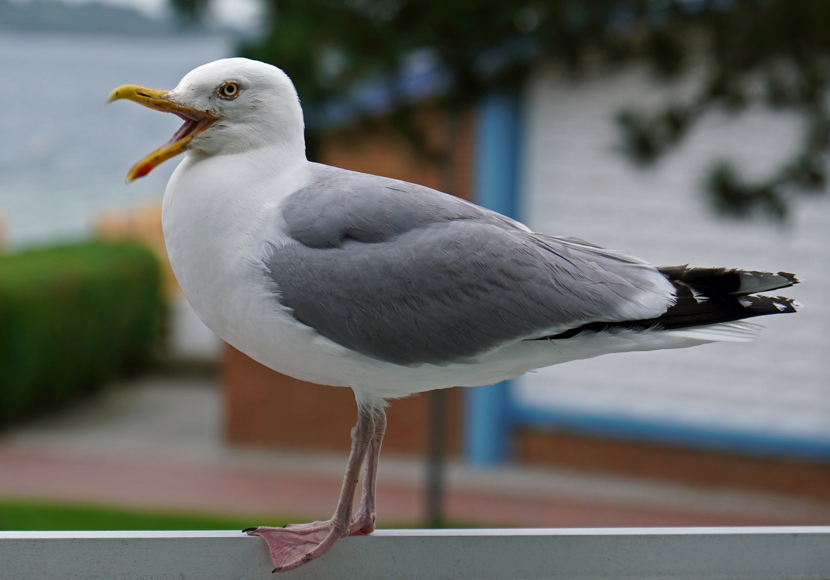 laboe_moewe.jpg