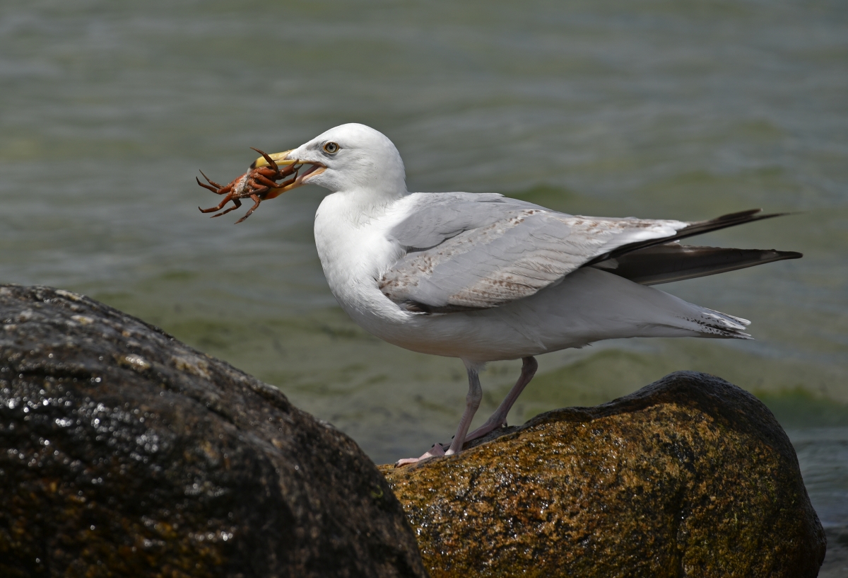 laboe_moewe_beute.jpg