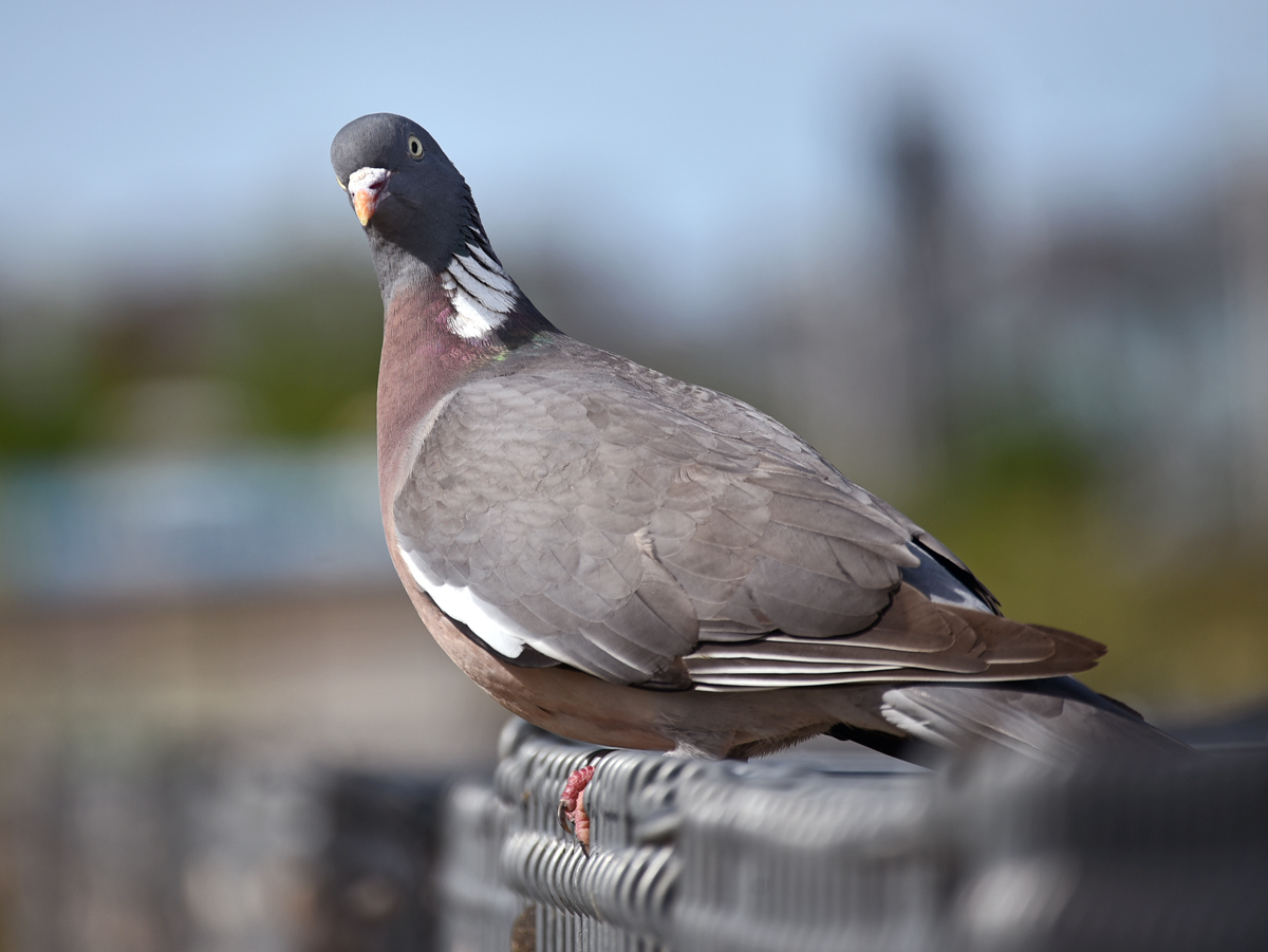 laboe_zaun_taube.jpg