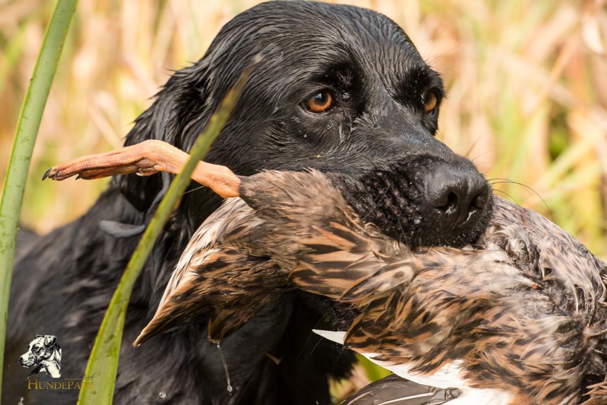 Labrador Retriever