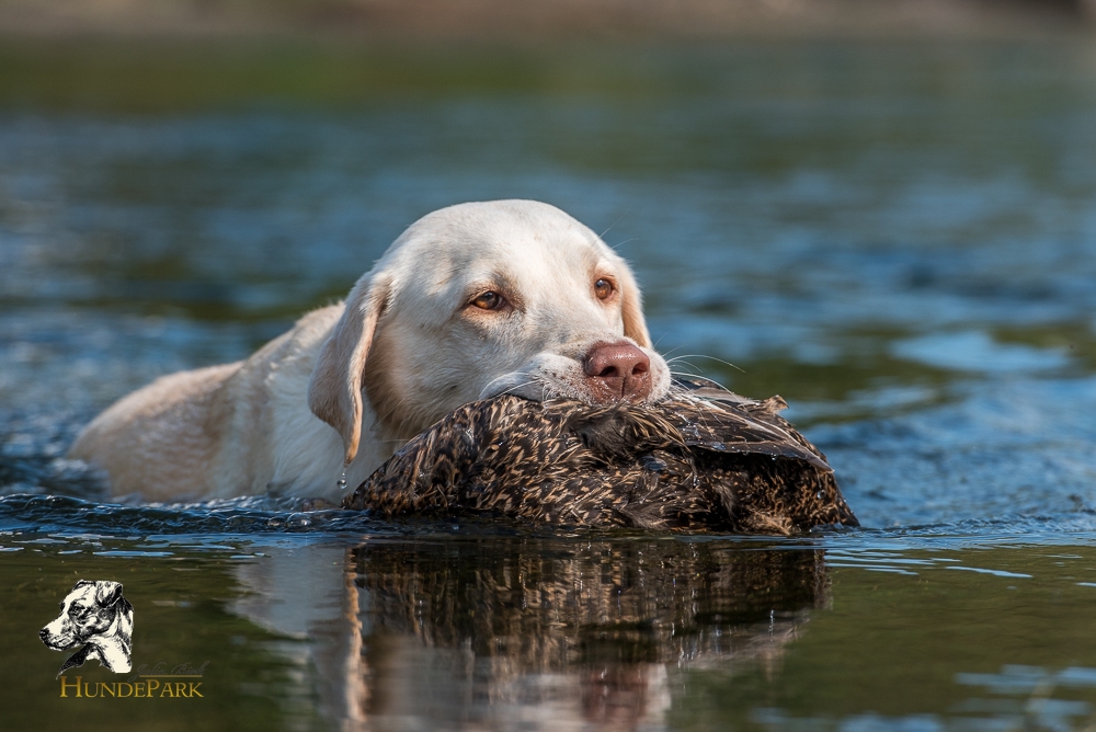 Labrador Retriever